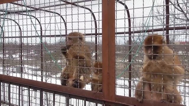Малыш магот растёт в любви! Парк львов Тайган #тайган