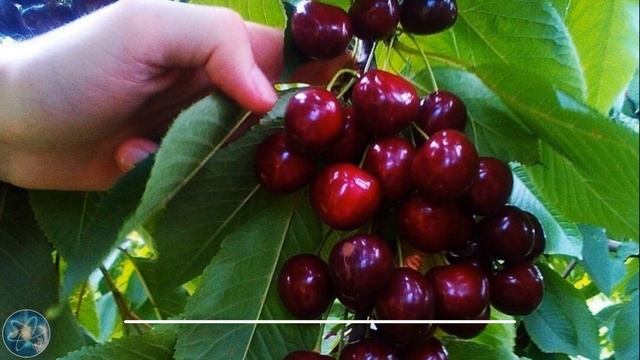 Можно ли поправиться от ЧЕРЕШНИ? 6 «детских» вопросов ?