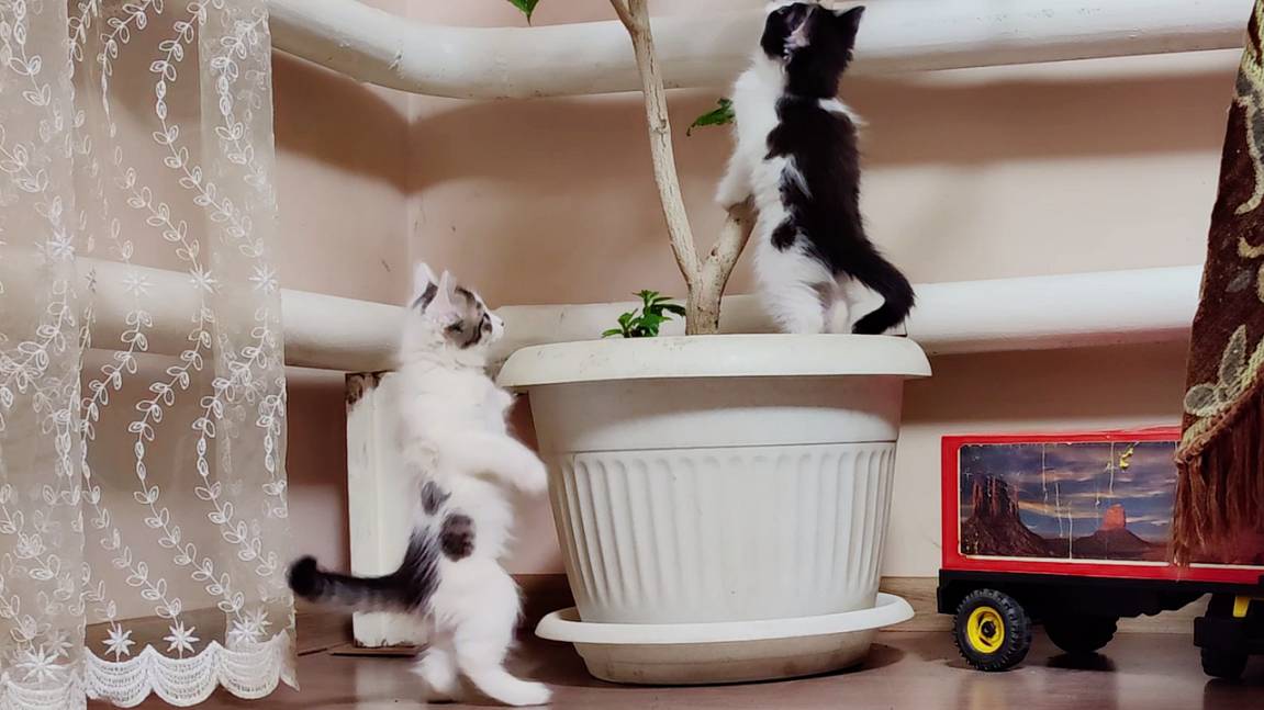 Забавные котята и комнатные растения.