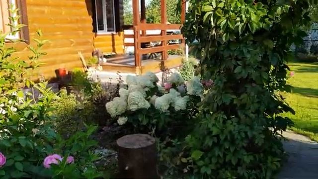 Какие цветы растут у меня на даче часть (6)