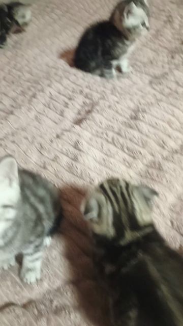 1000036541.mp4