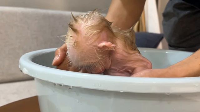Обезьянка крошка БУКАШКА мыться не хочет Убегает Уснула од полотенцем ЛАПУСЕЧКА