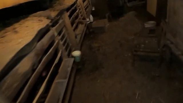 Поросята подросли. Свинья, козлята, куры