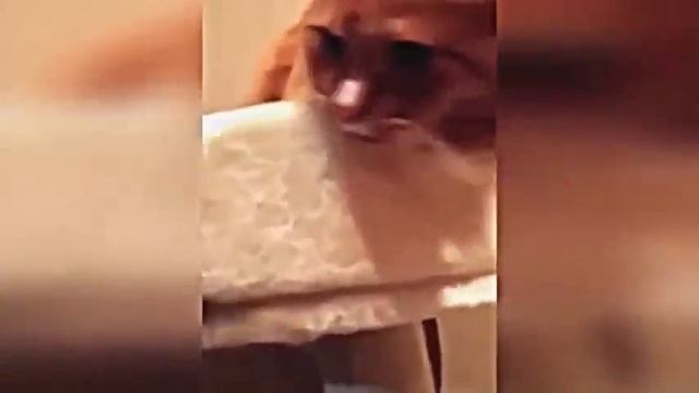 Улетные приколы взорвавшие интернет    Best Fun blew internet