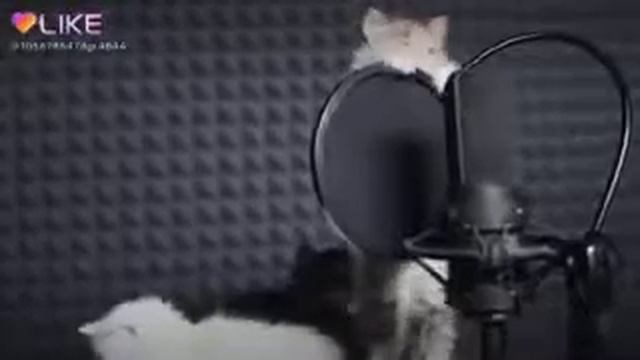 Милые котики поют Хатико!? 🐶🐕😍😘❤️🐈🐈🐈