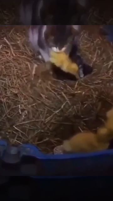 Кошка считает утят своими 👍💖😻🦆