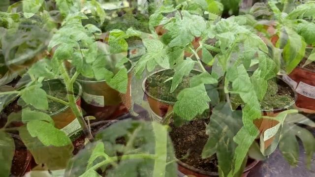 Я обалдел, 1 ложка заставляет любую рассаду толстеть и активно развиваться! Рассада коренастая