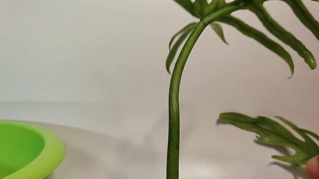 ❤️Филодендрон Элеганс❤️