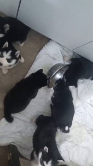 Щенки хаски не наелись
