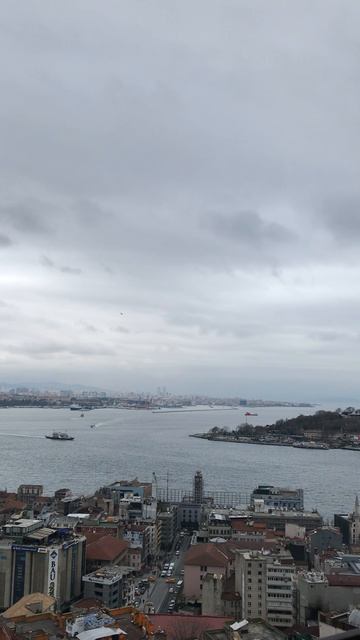 Смелая чайка в Стамбуле