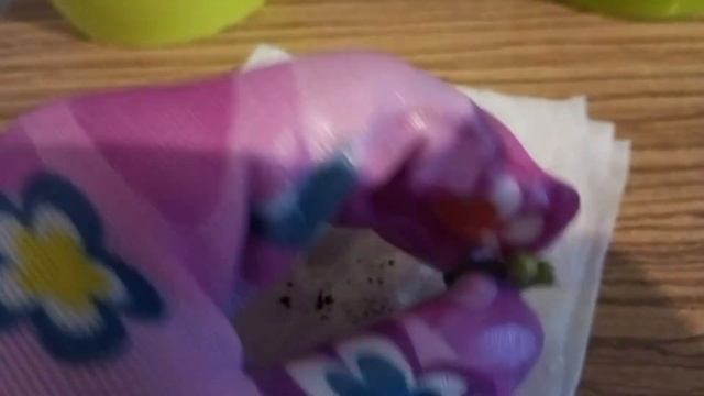 Шлюмбергера: Як Доглядати за Різдвяником, щоб Він Цвів