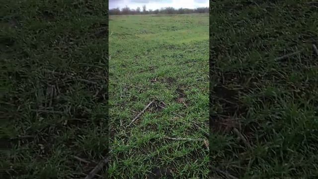 Осмотр озимой пшеницы после злаковой мухи