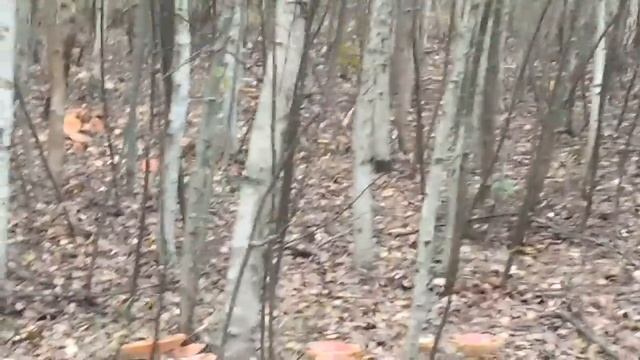 Краски осени и поход за грибами !