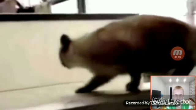 Попробуй не засмеяться челенч. Прикольные видео с котами.