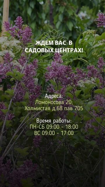 Сирень Палибин #сиреньпалибин #купитьсирень #доставкарастений