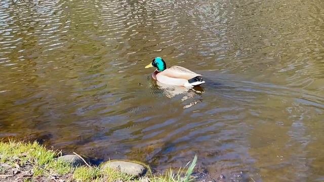 Солнечный май