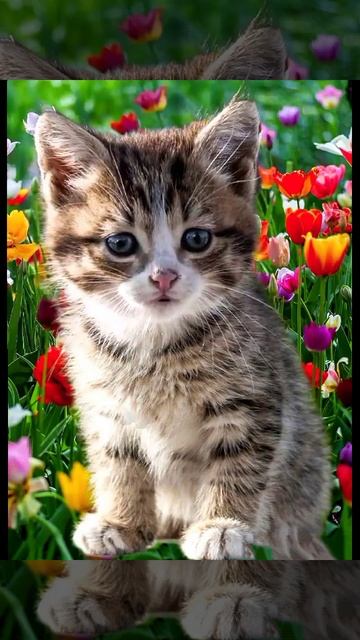 САША, С ДНЁМ РОЖДЕНИЯ! #котики #коты #приколы