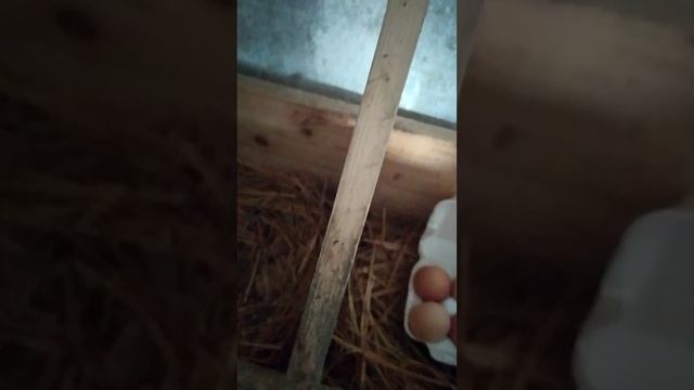 Куры и цыплята. Собираю яйца.