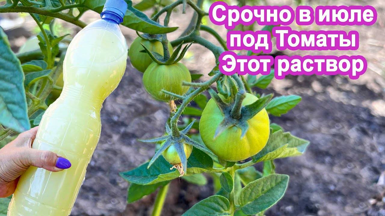 Срочно в июле под томаты эту подпитку  Даже хилые вмиг пойдут в рост и засыпят урожаем. Подкормка