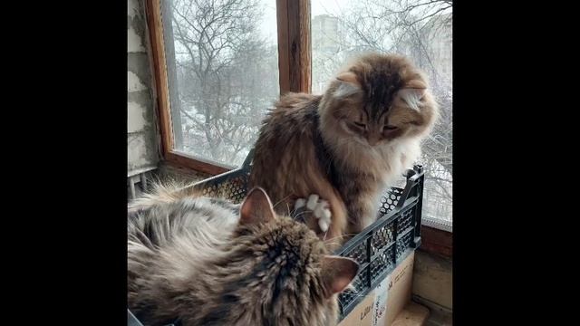 @Persik-kit  Cats are friends #cat #catlover #коти #cutecats #youtuber