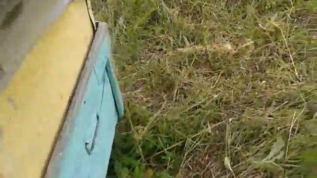 приколы на пасеке