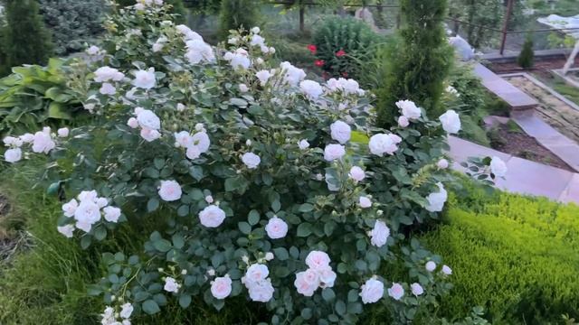 Троянда Aspirin Rose