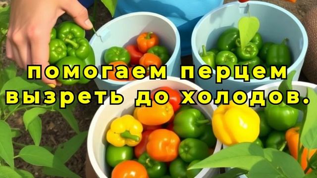 Как собрать ведра перца  4 секретные хитрости для идеа?