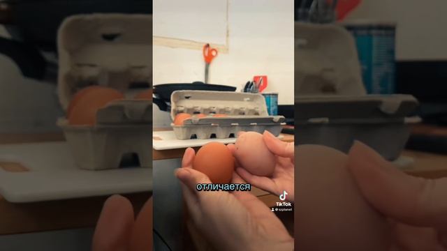 Сравниваю Свое яйцо и покупное. Куриные яйца своего двора, свободного выгула и органик