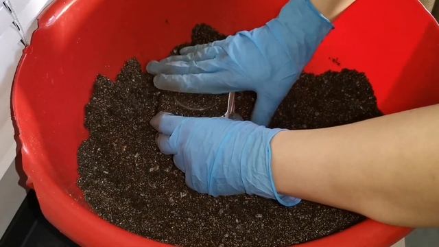 Перевалка Эустомы и Петунии. 2.04.25г