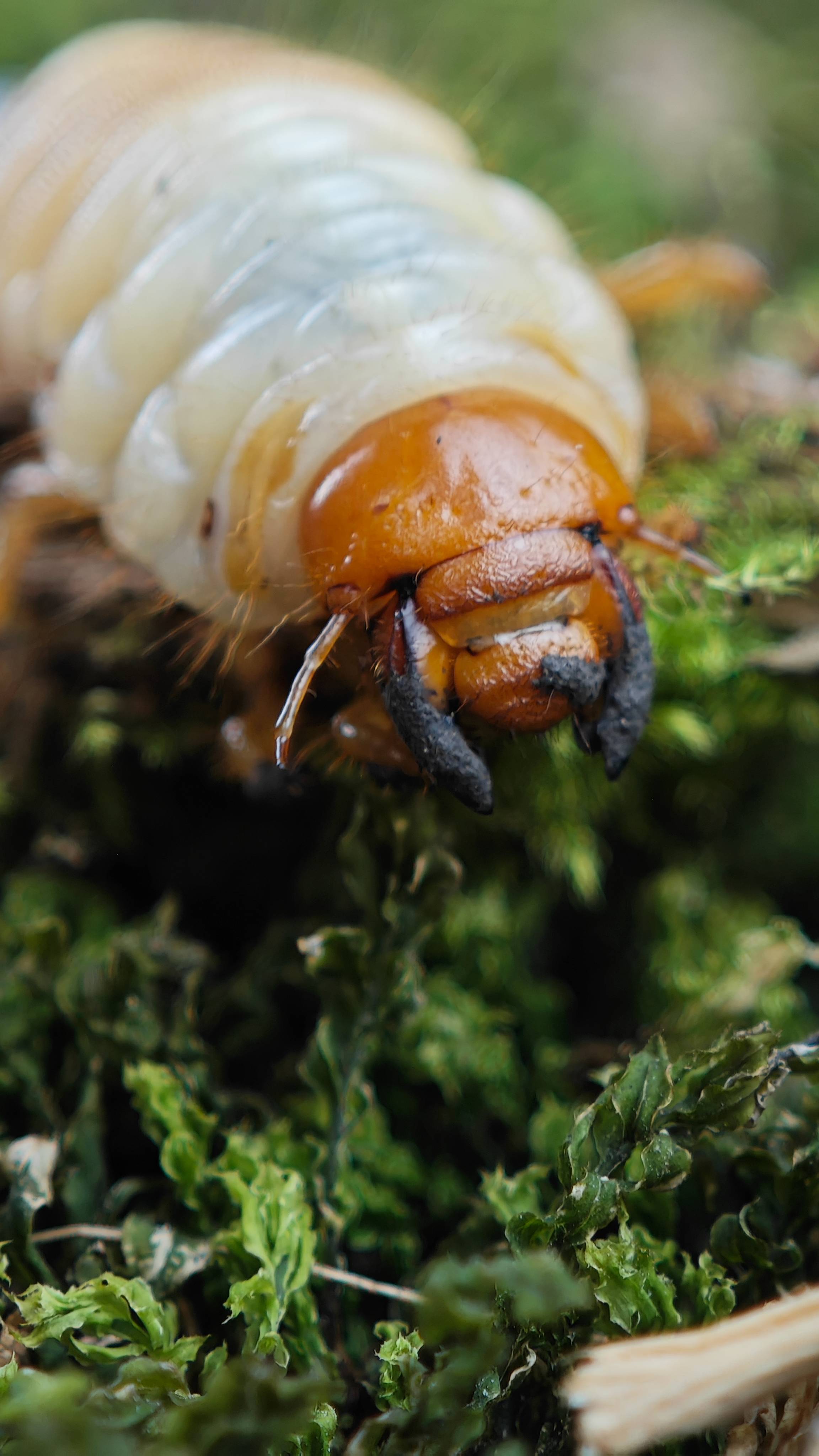 цикл жизни майского жука от личинки до взрослого