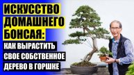 🔴 МОЖЖЕВЕЛЬНИК БОНСАЙ КАК ВЫРАСТИТЬ ❌