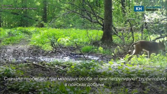 Волчья семья попала в фотоловушку «Калужских засек»