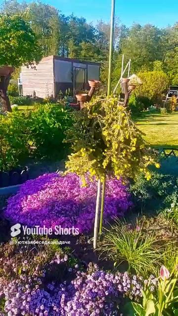 Красавица Ель Голд Финч в окружении ярких флоксов и тимьяна🌸🌲💜