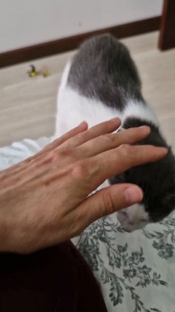 Ищем дом котику