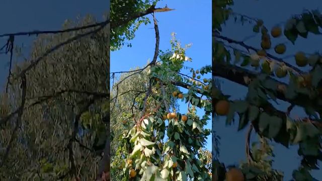 Как спасти абрикос самому
