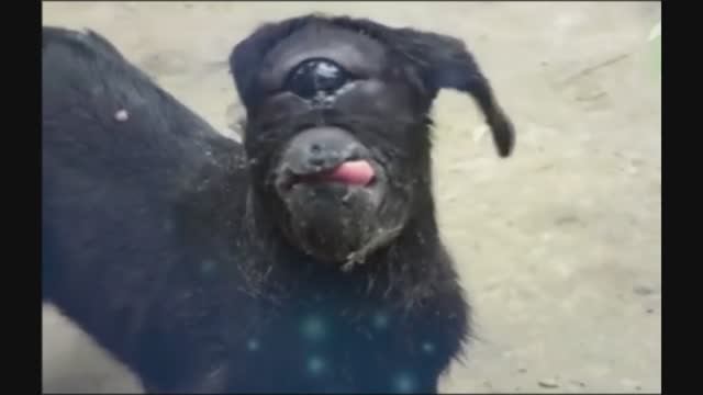 Одноглазый козел-мутант из Индии (видео 2017 года)