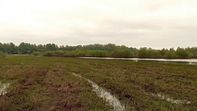 Лебедь взлетает 🦢