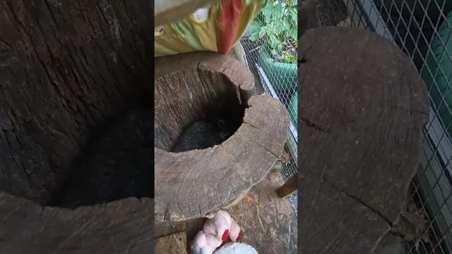 #ямыилюша #помощьбездомнымживотным #raccoon #анапа #reels #юмор #животные