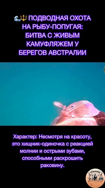 ПОДВОДНАЯ ОХОТА НА РЫБУ-ПОПУГАЯ: БИТВА С ЖИВЫМ КАМУФЛЯЖЕМ У БЕРЕГОВ АВСТРАЛИИ