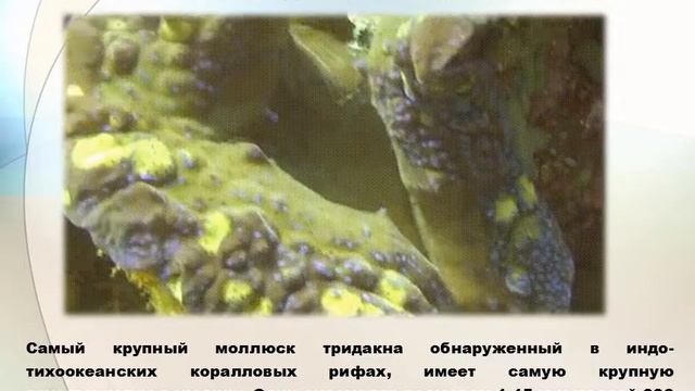 Анимированная GIF видео «МОЛЛЮСКИ»