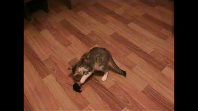 веселые котята и  заводная мышка Cats are playing !!!.mpg