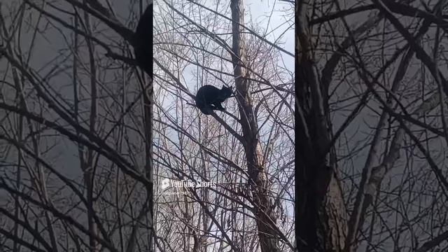 Нежданчик)