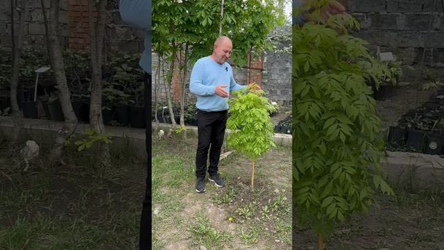 ясень золотокорый