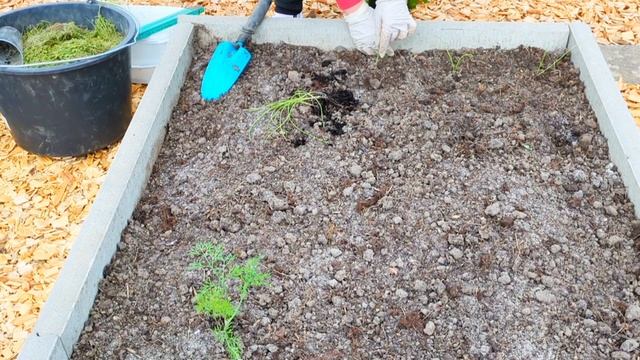 #174 Как вырастить крупный картофель 🥔 Высадка лука Эк?