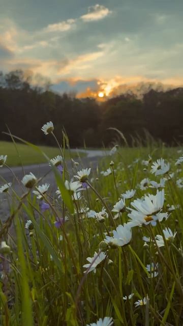 -8186339215938131086