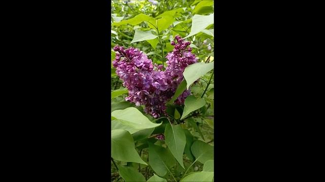 Птичьи трели в сиреневой аллее..16.05.2025