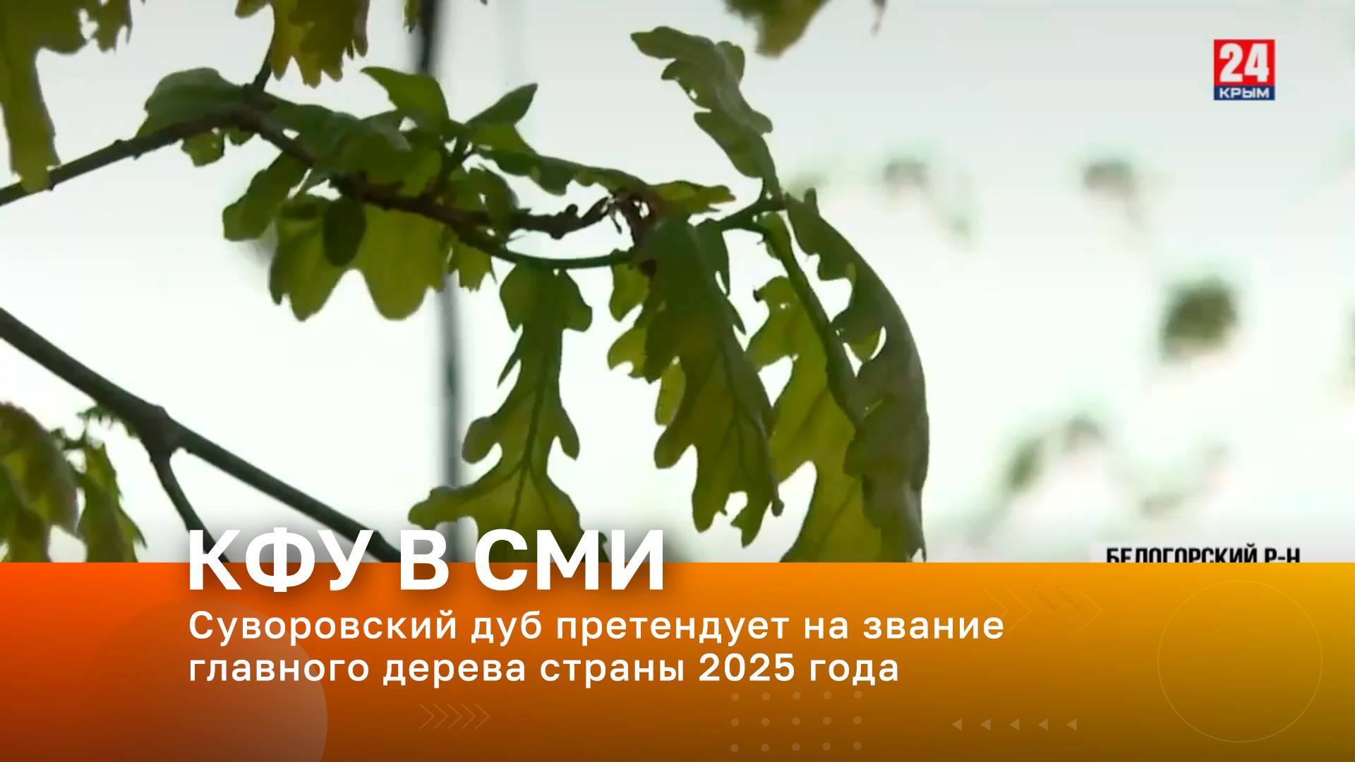 Суворовский дуб претендует на звание главного дерева страны 2025 года