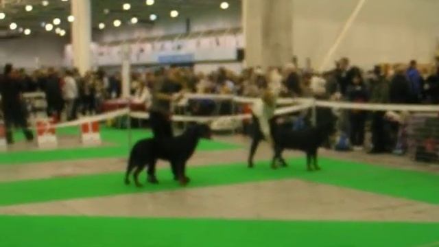 Сравнение на лучшего кобеля.