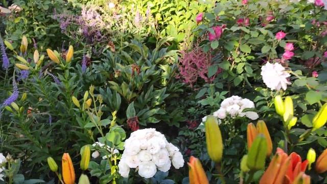24 июня 2024 г.Погуляем по моему дворику 🌿🌹