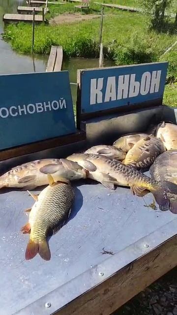 Рыбалка на карпа.